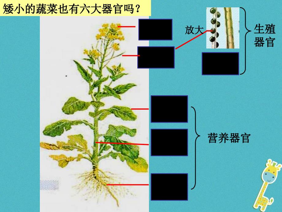 精品七年级生物上册4.2多细胞生物体的组成课件新版苏教版可编辑_第4页