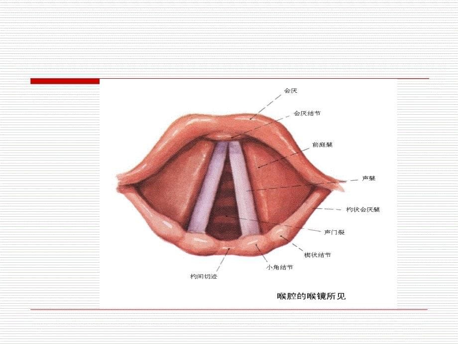 气管插管操作流程_第5页