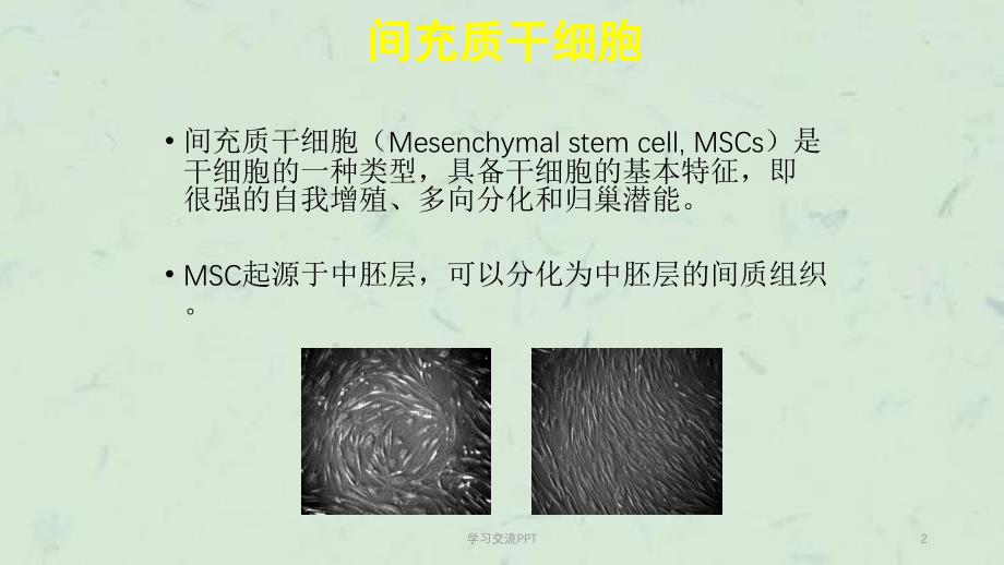 MSC干细胞ppt课件_第2页