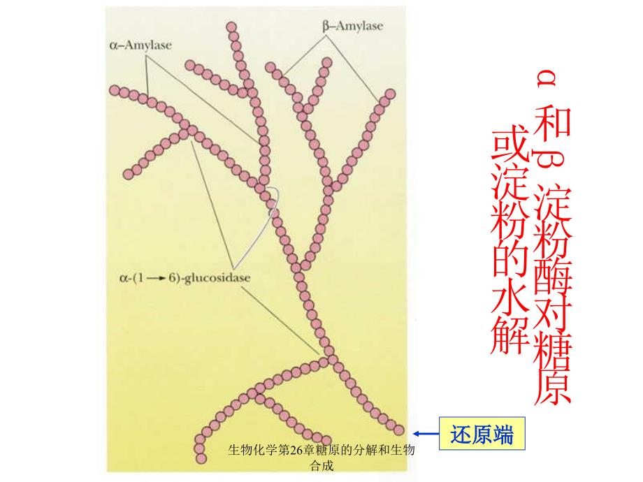 生物化学第26章糖原的分解和生物合成课件_第3页