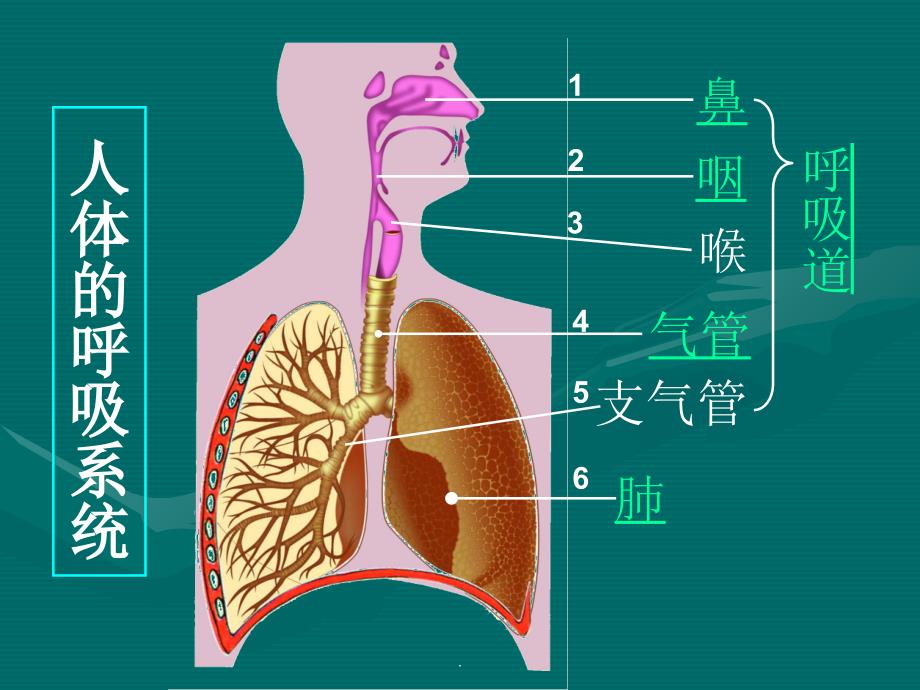 七年级生物人体的呼吸完整版本课件_第2页