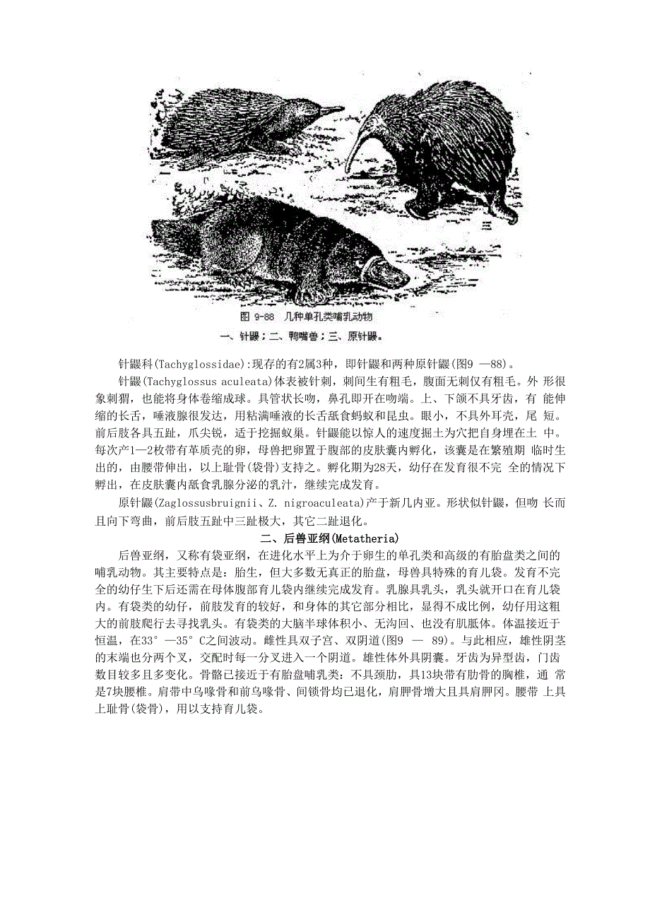 哺乳纲的分类_第2页