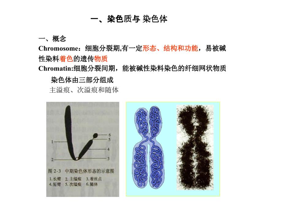 遗传的细胞学基础2课时_第3页