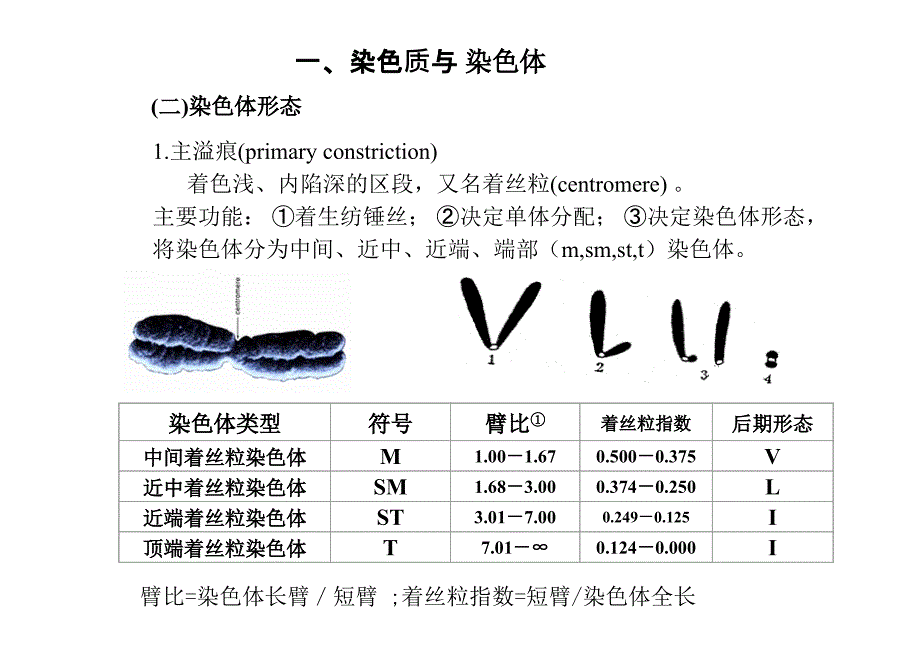 遗传的细胞学基础2课时_第4页