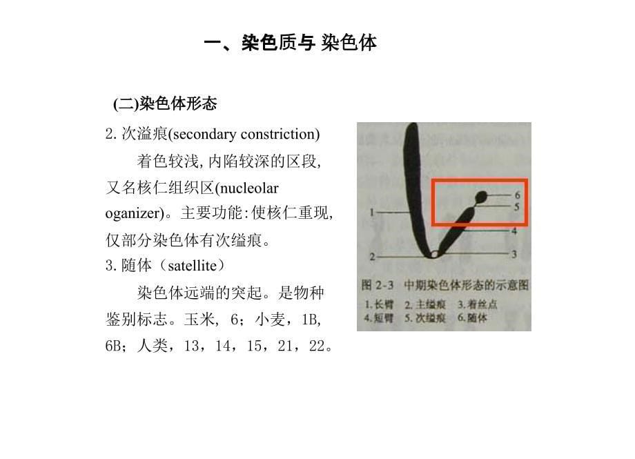 遗传的细胞学基础2课时_第5页