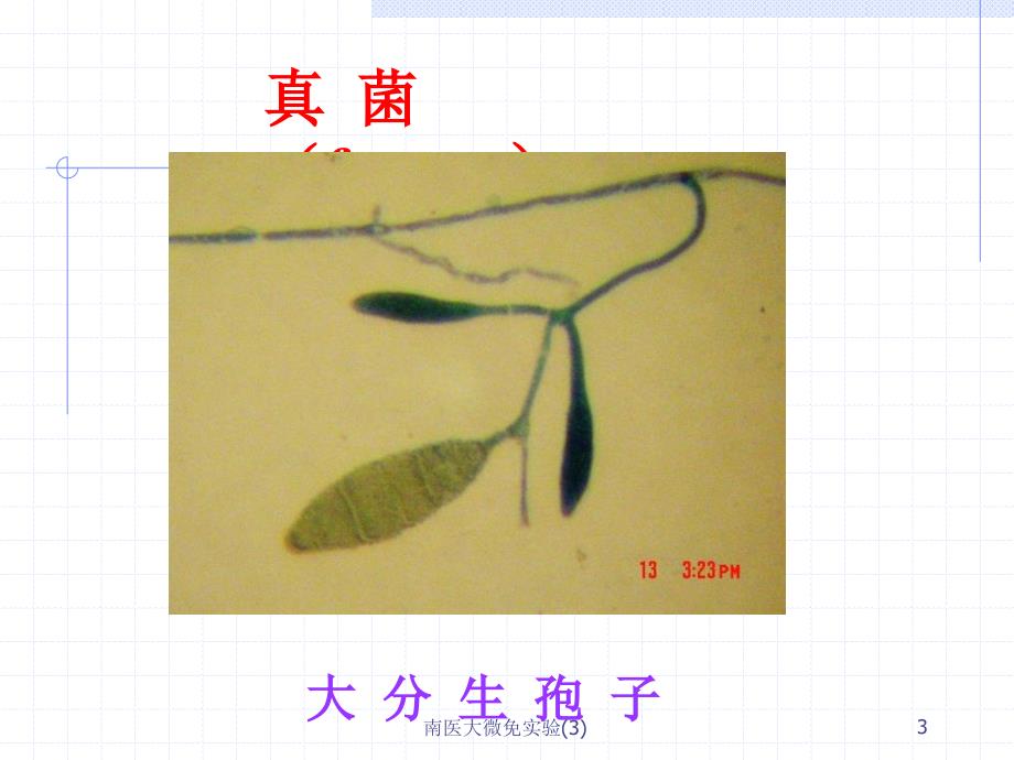 南医大微免实验3课件_第3页