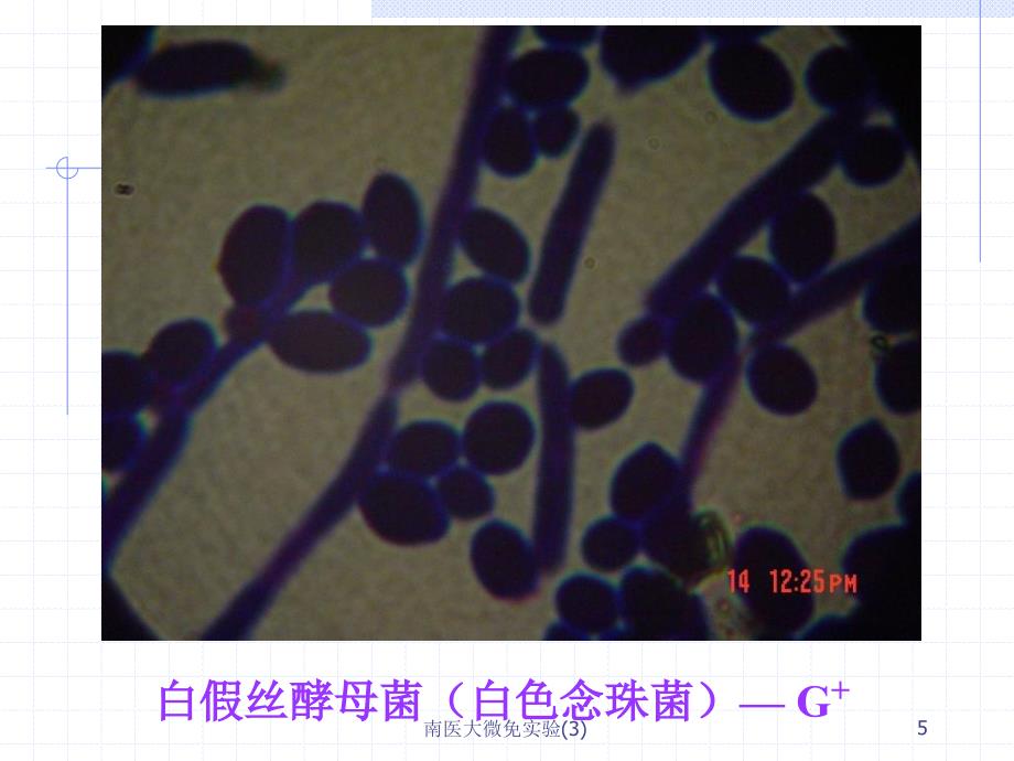 南医大微免实验3课件_第5页