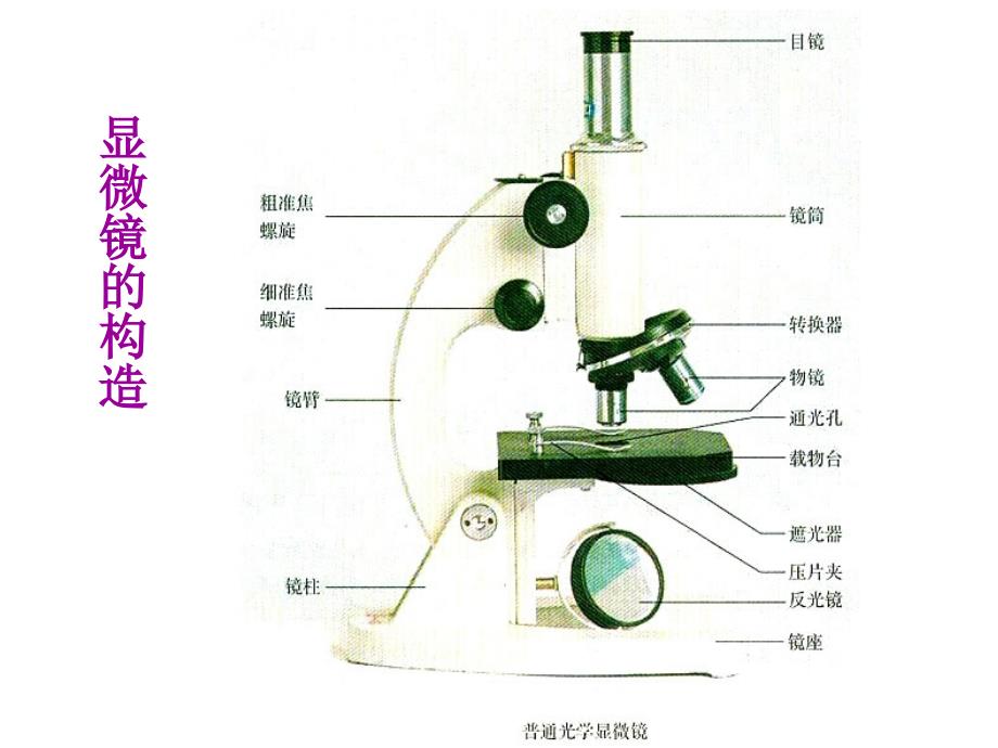 显微镜的使用_第1页