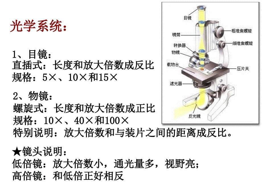 显微镜的使用_第5页