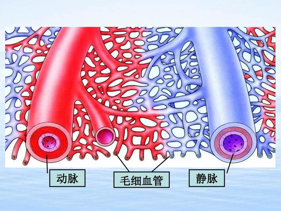 血流的管道──血管_第4页
