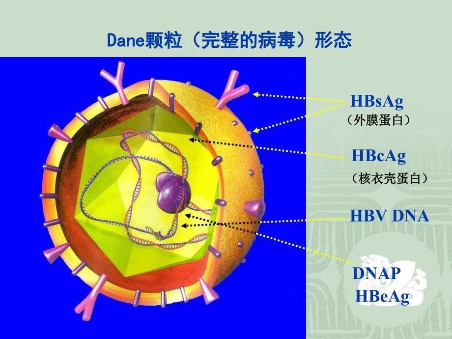 乙肝标志物检测课件_第5页