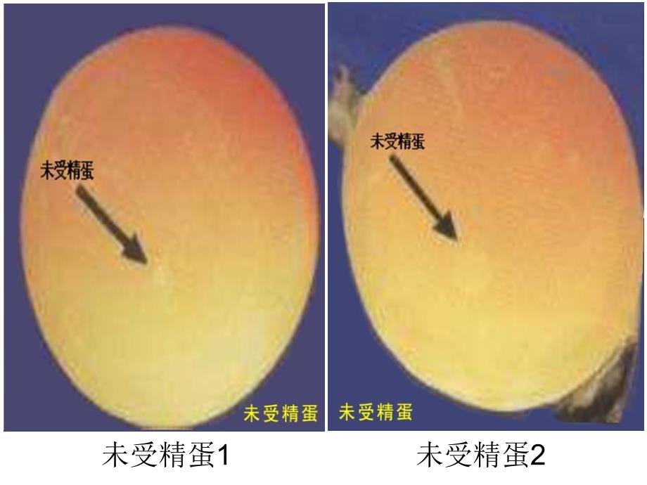 《家禽的胚发育》PPT课件_第2页