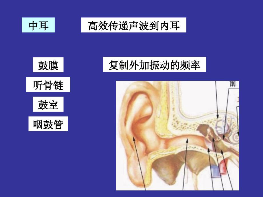 神经生物学 听觉_第4页