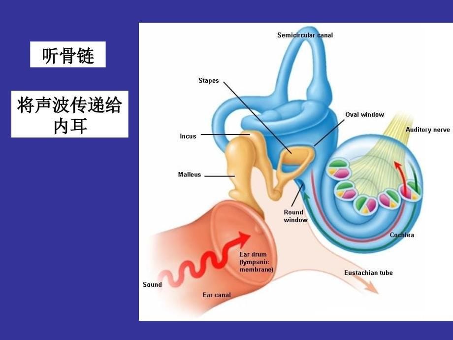 神经生物学 听觉_第5页