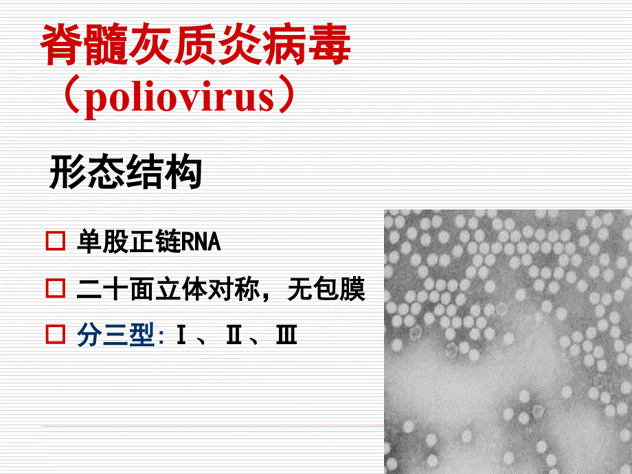 医学微生物：第二十六章 肠道病毒_第3页