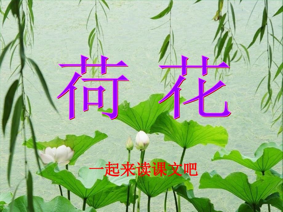 3《荷花》PPT修改_第1页