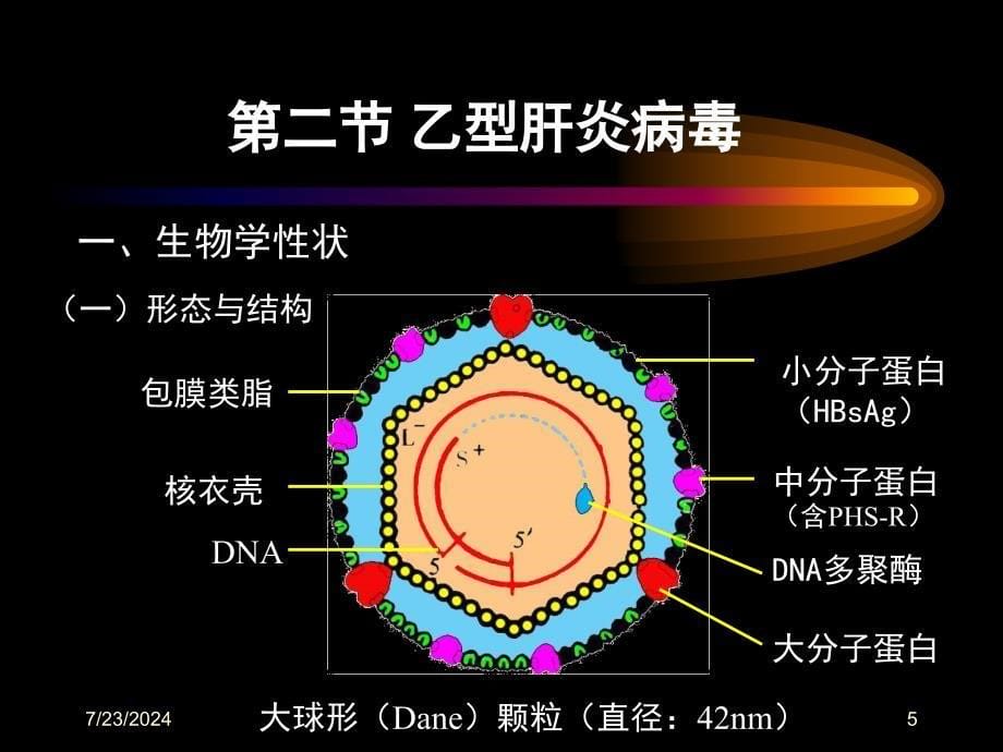 第二十八部分肝炎病毒_第5页