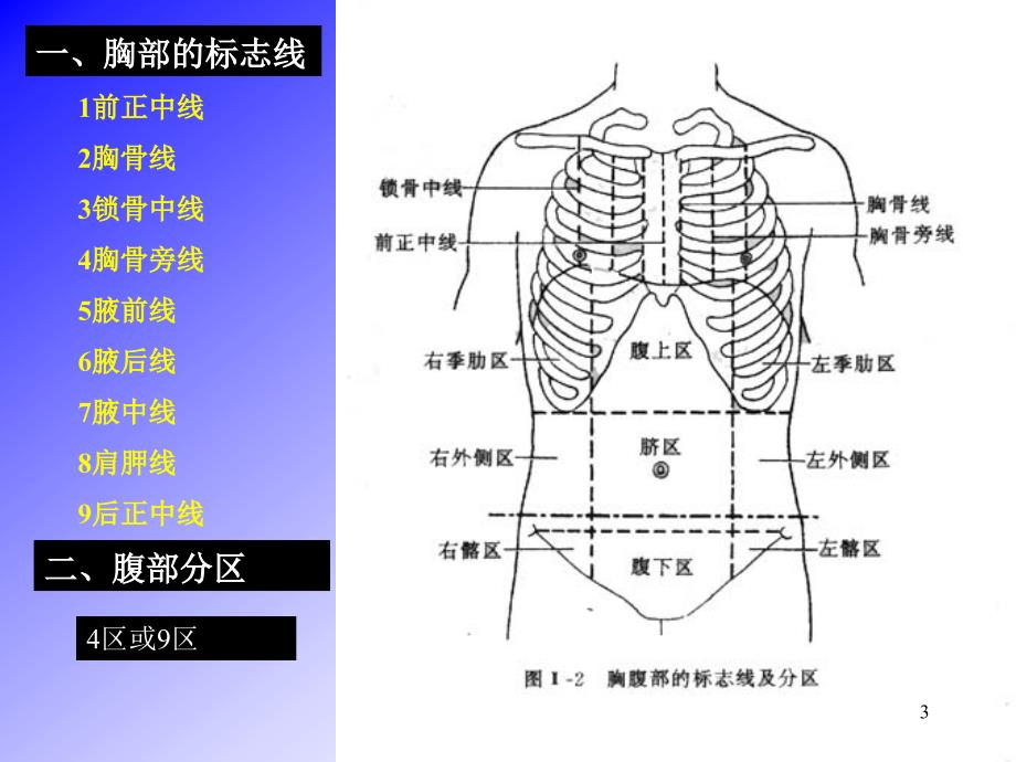 人体解剖学：04内脏总论-消化-张1_第3页