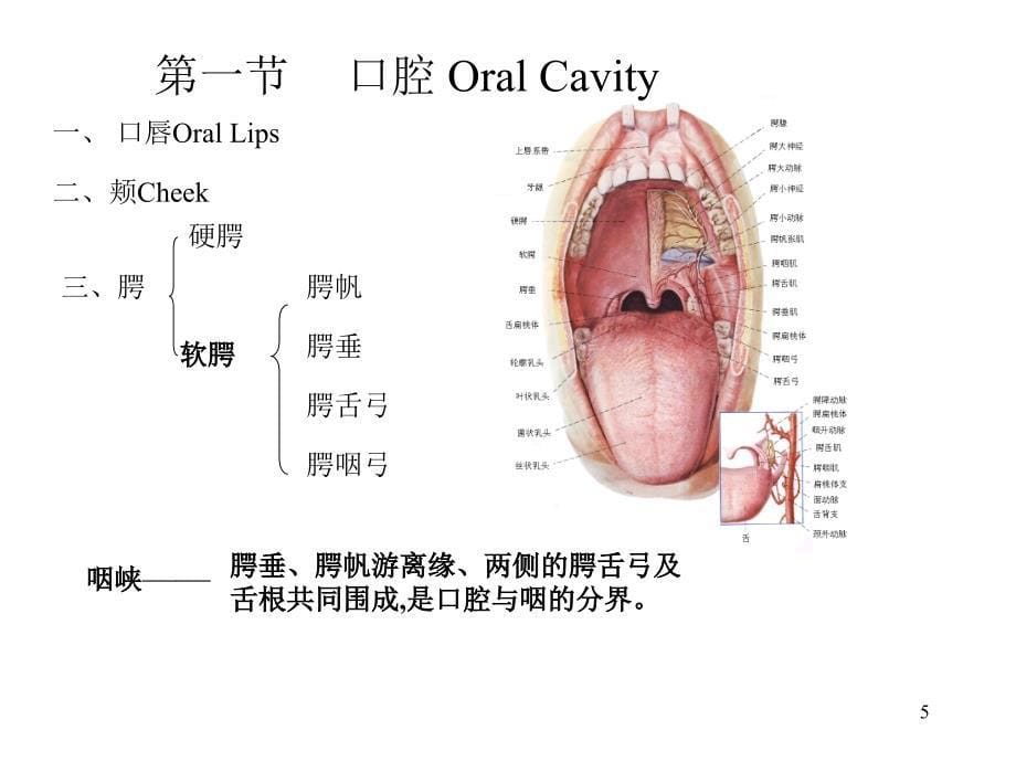 人体解剖学：04内脏总论-消化-张1_第5页