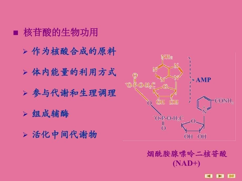 人卫8版核苷酸代谢ppt课件_第5页