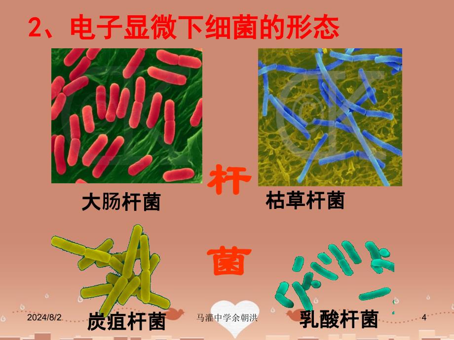 细菌（马灌中学余朝洪）_第4页