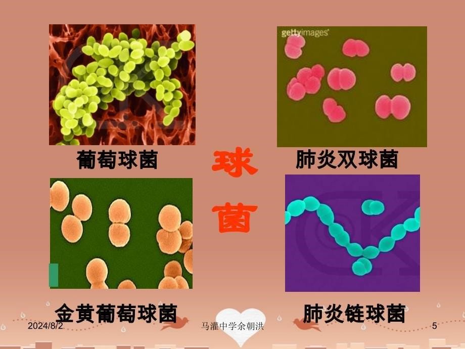 细菌（马灌中学余朝洪）_第5页