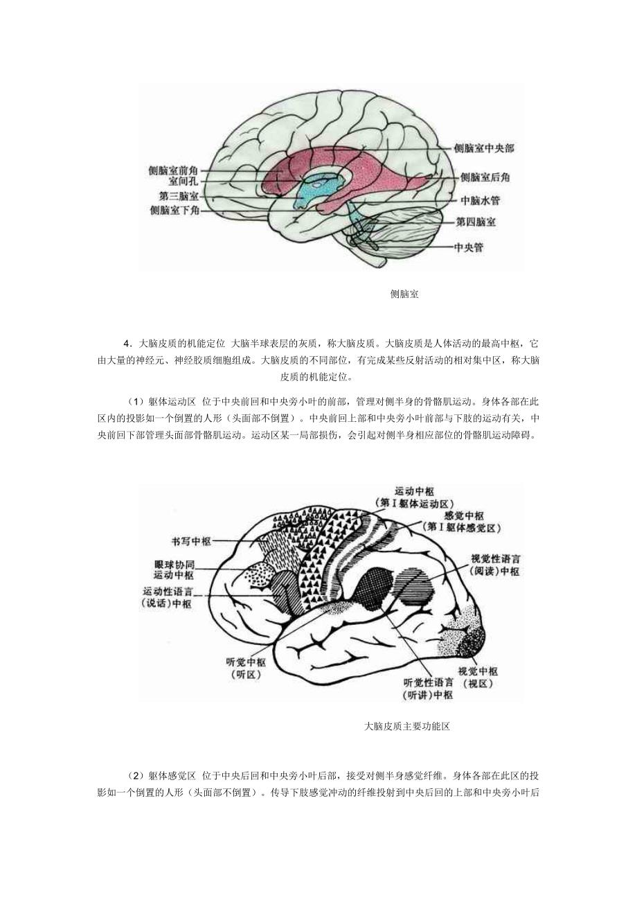 大脑半球的结构—系统解剖.doc_第3页