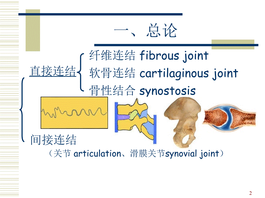 福建中医药大学正常人体解剖学01.5运动系统－关节学_第2页