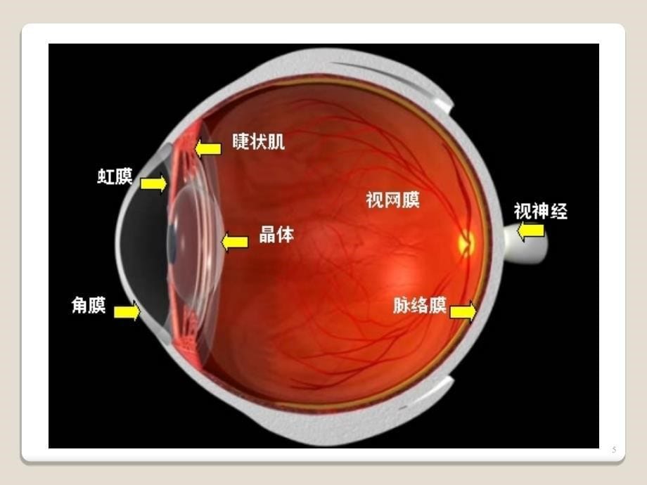 眼科学讲义视光版ppt课件_第5页