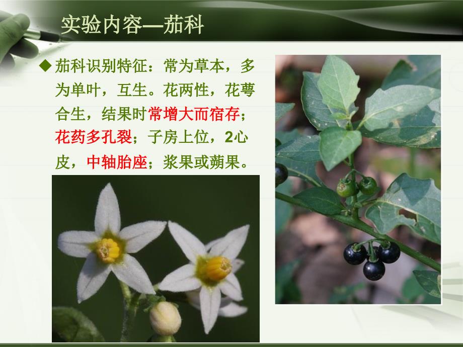 植物学 实验六 双子叶植物合瓣花类（二）——茄科、唇形科、菊科_第3页