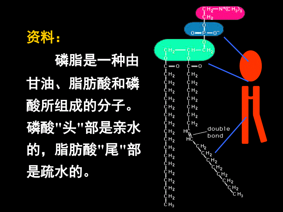 教学课件第二节生物膜的流动镶嵌模型_第4页