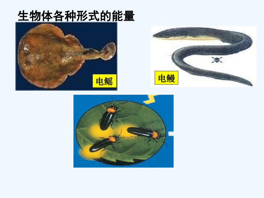 高中生物 第三章细胞与能量课件 浙科版必修1_第4页