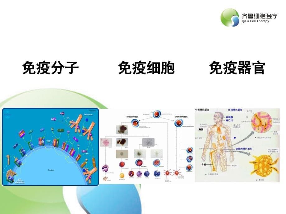 免疫细胞治疗-课件_第5页