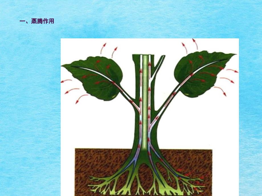 绿色植物的三大生理作用专题ppt课件_第4页