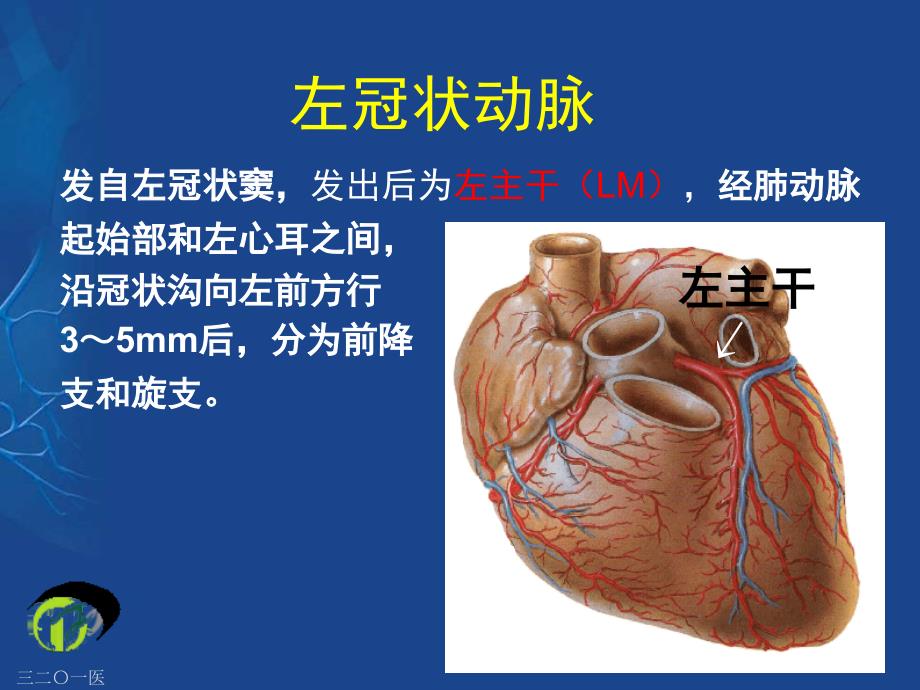 冠状动脉的解剖与冠脉造影_第4页