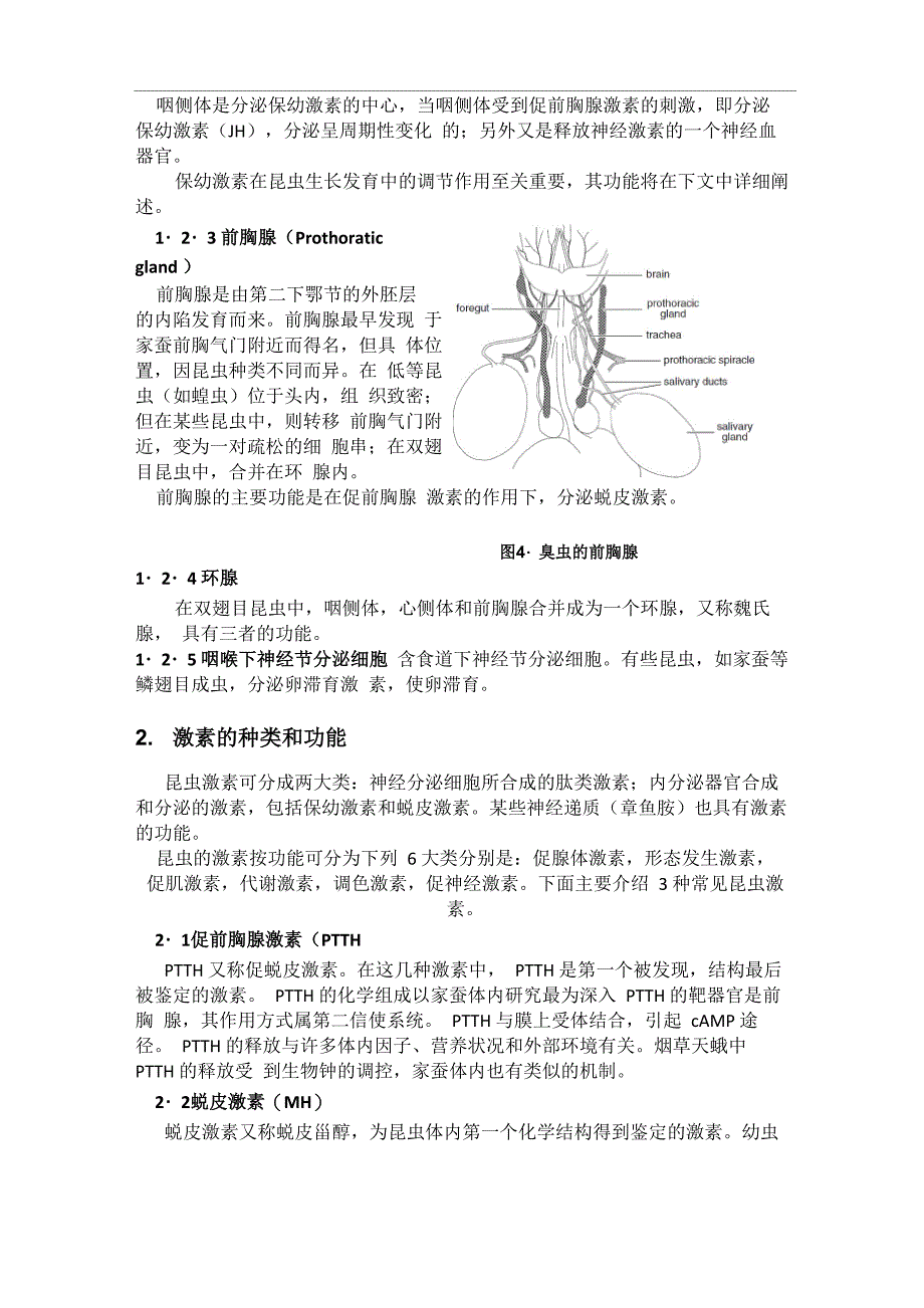 昆虫的内分泌腺和激素_第4页