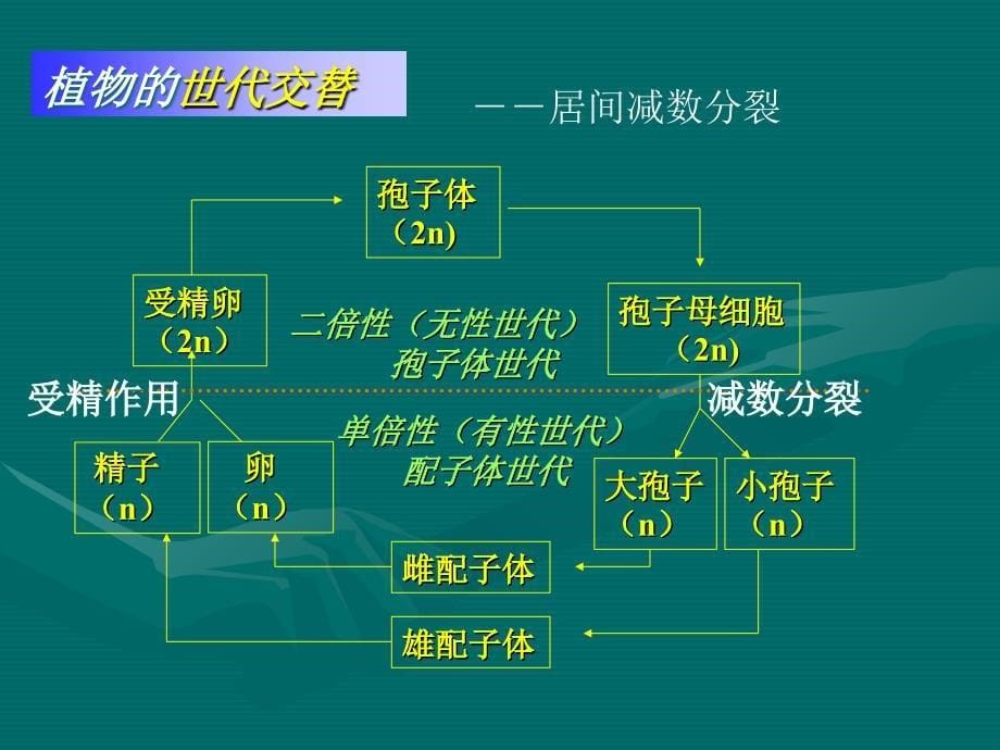 奥赛冲刺第3轮考点串讲植物系统学_第5页