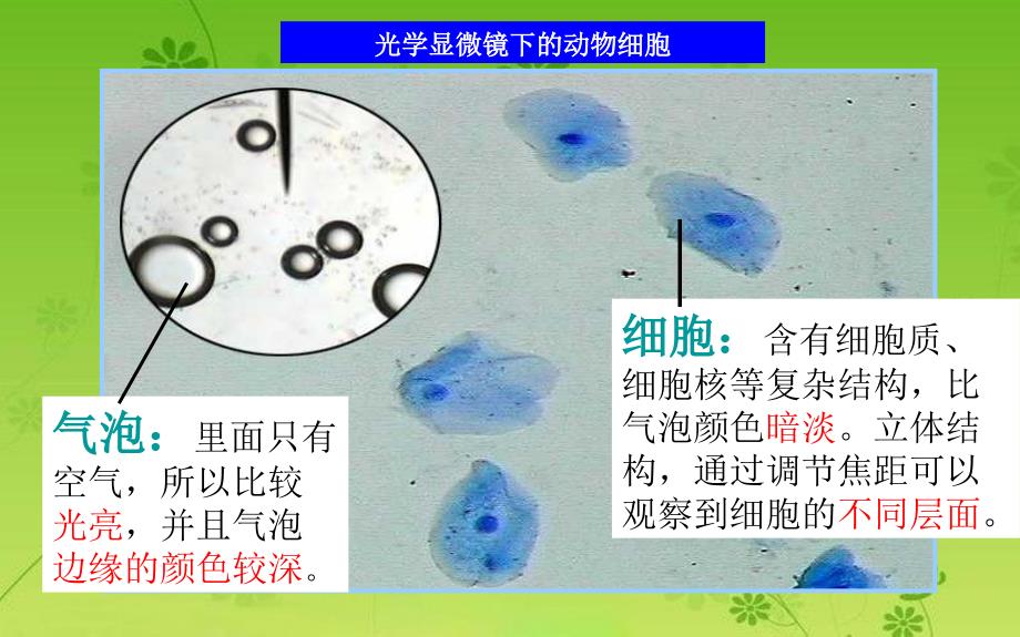 第一节细胞膜—系统的边界(正式)_第3页