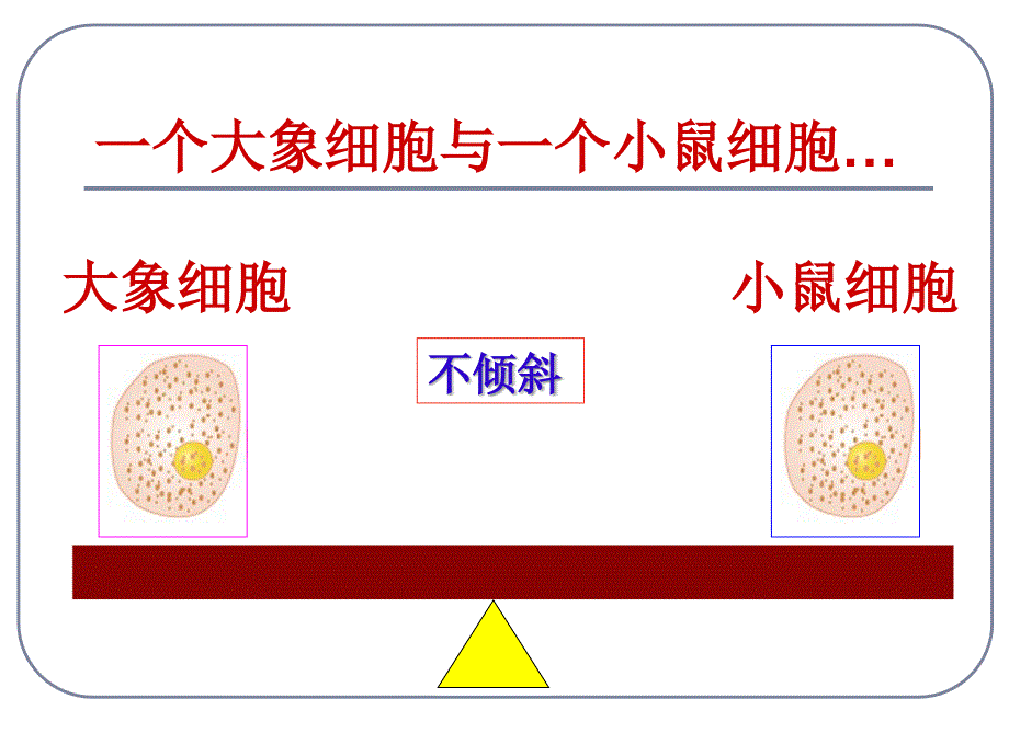 北师大版生物七上《细胞通过分裂而增殖》_第4页