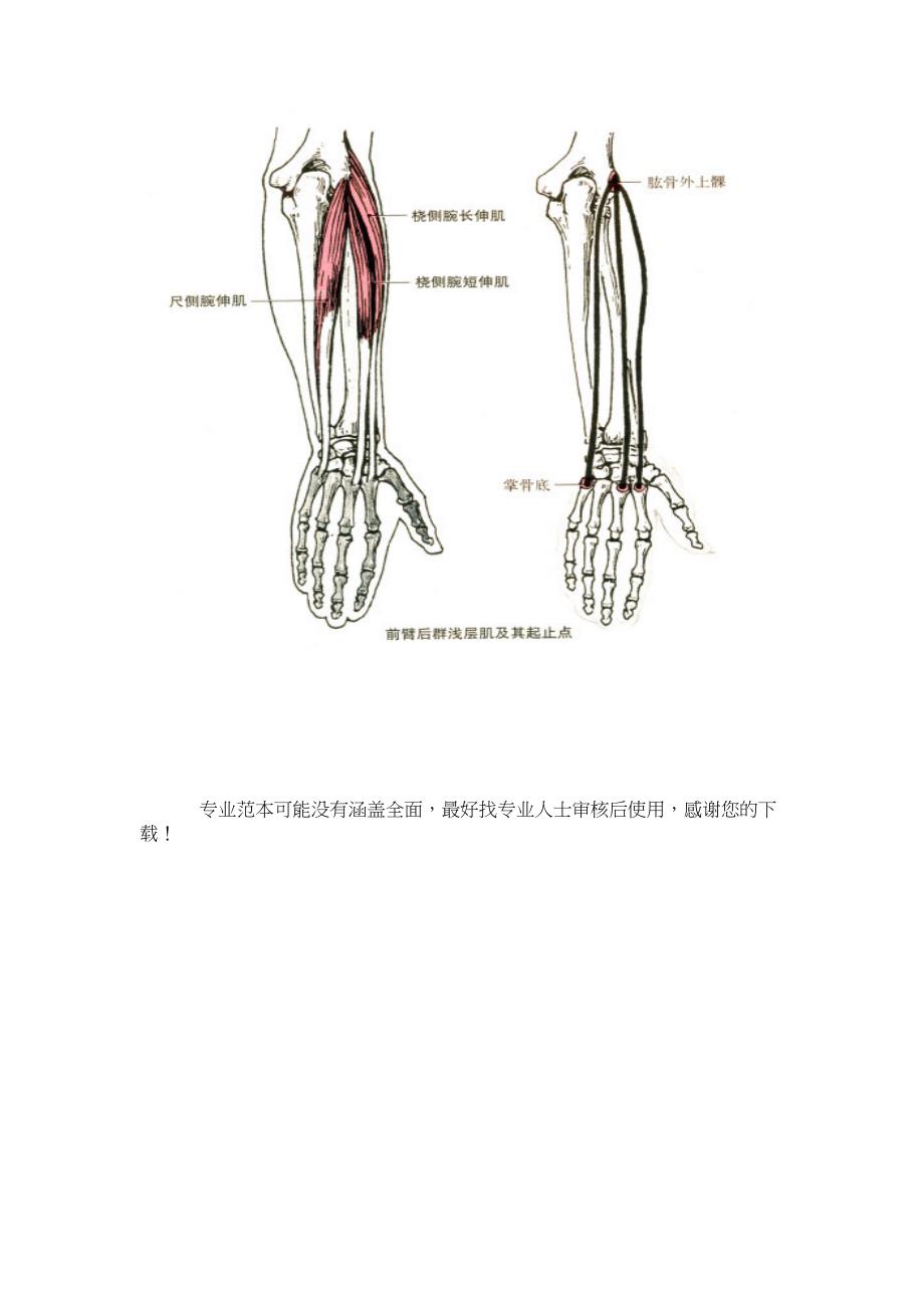 尺侧腕伸肌桡侧腕长伸肌和桡侧腕短伸肌的解剖_第2页