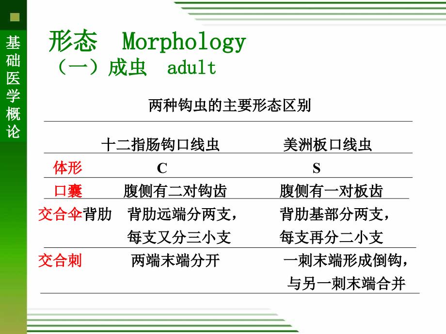 钩虫链状带绦虫_第4页