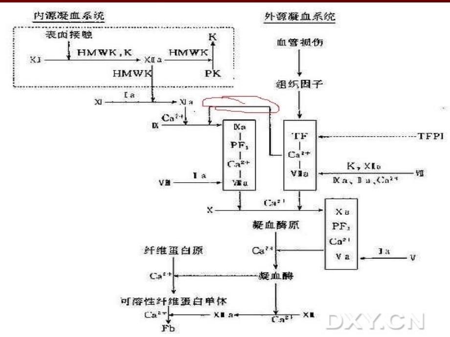 凝血功能检测_第3页