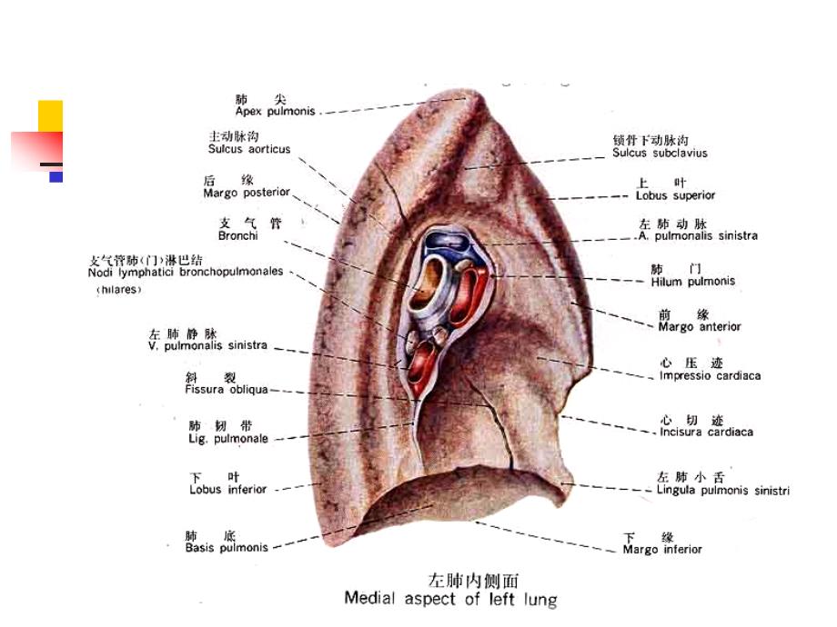 肺的断层影像解剖_第4页