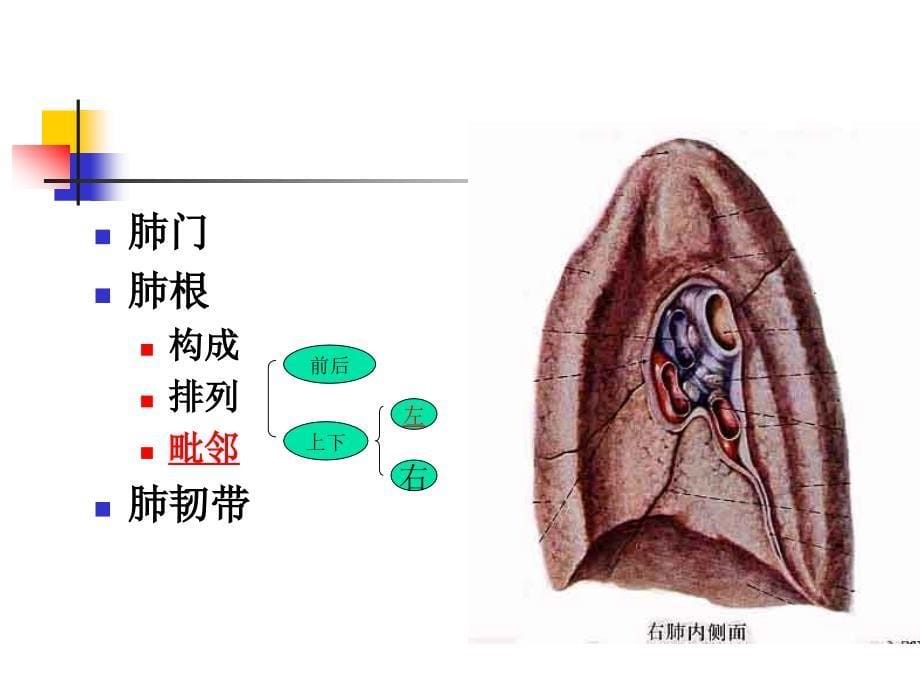 肺的断层影像解剖_第5页