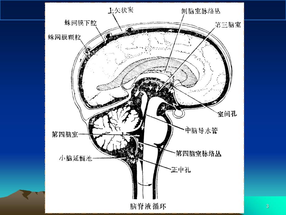 脑脊液检查主题医学知识课件_第3页