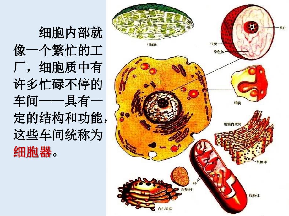 广东省惠州市江南学校人教版高中生物必修一课件：3.2 细胞器—系统内的分工合作 共33张PPT_第2页