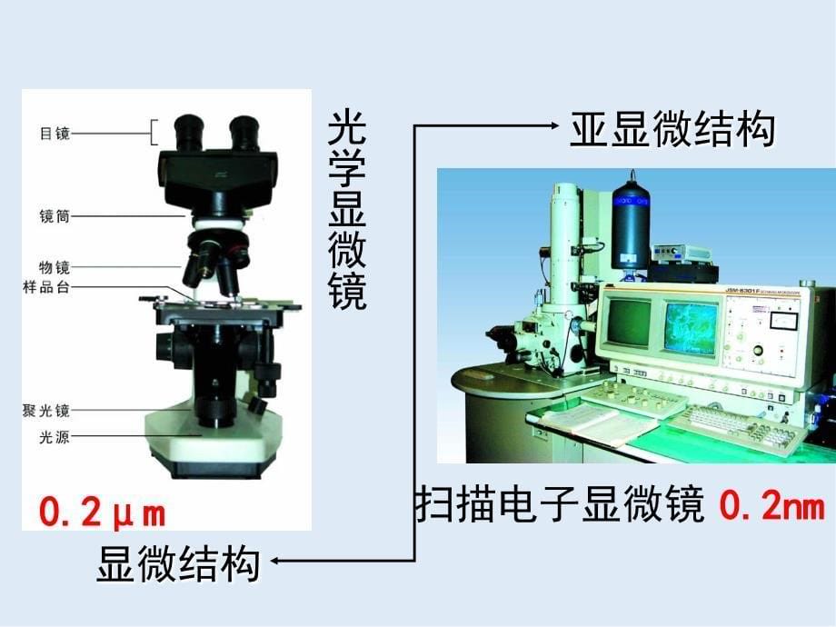 广东省惠州市江南学校人教版高中生物必修一课件：3.2 细胞器—系统内的分工合作 共33张PPT_第5页