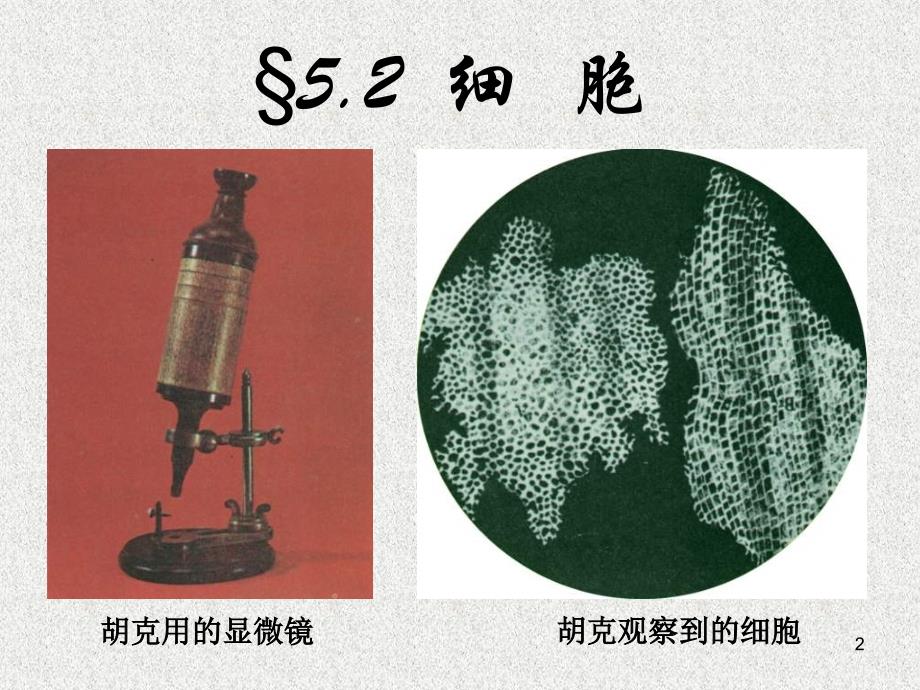 七年级科学细胞1_第2页