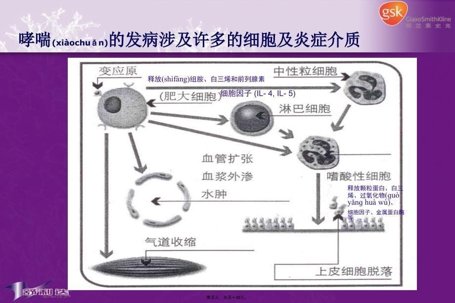 医学专题—哮喘基础知识-1_第5页