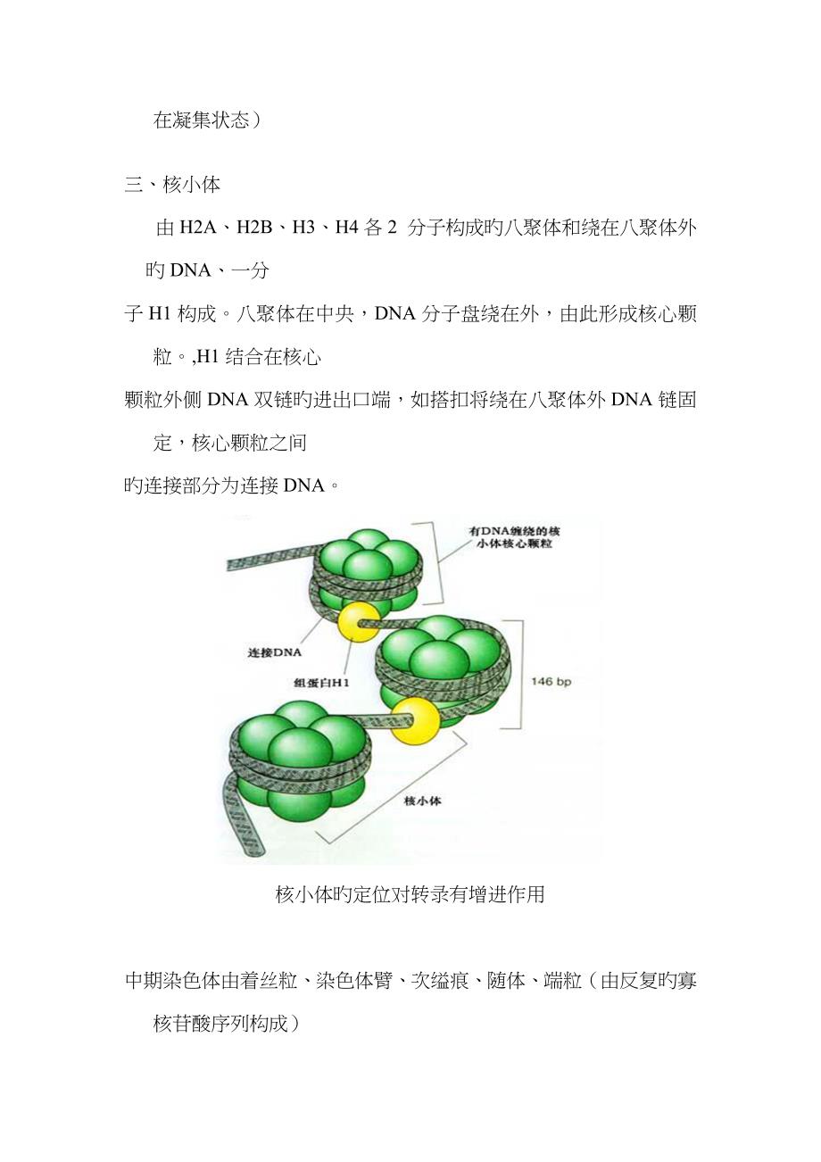 分子生物学总结(朱玉贤版)_第3页